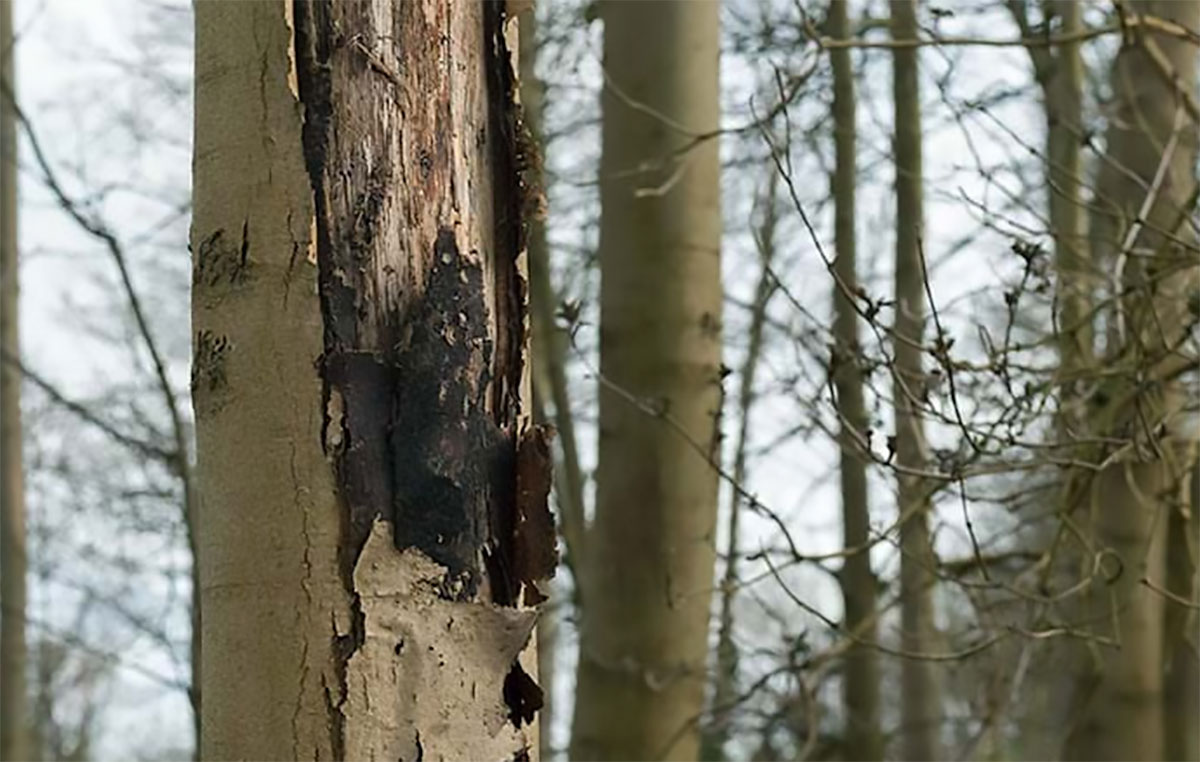 Ash Dieback DW Treecare
