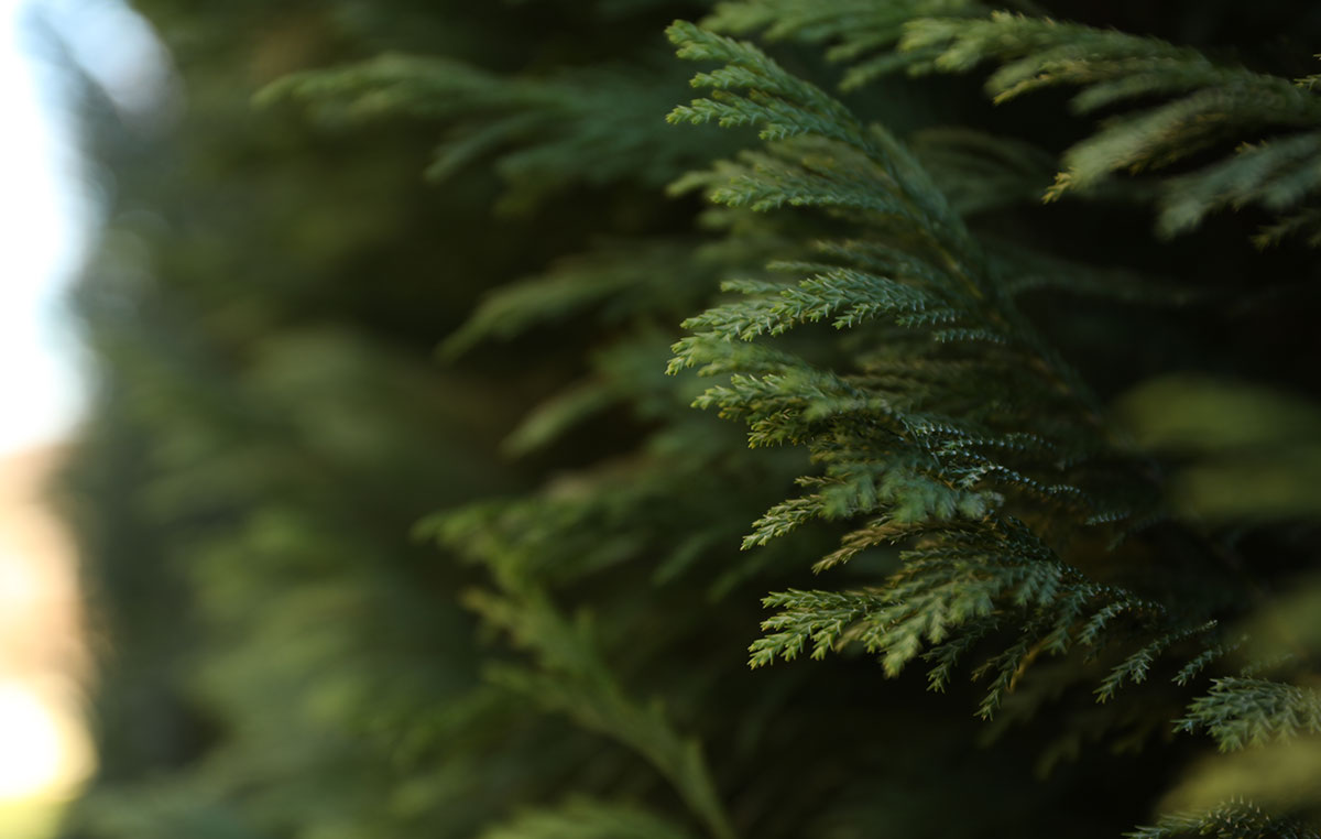 Conifer Reduction – DW Treecare