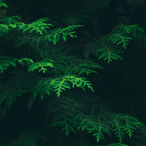 Conifer Reduction – DW Treecare